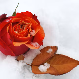 Winter Rose