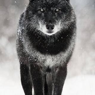This wolf is gorgeous... So beautiful.