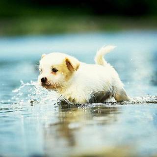 dog inside water