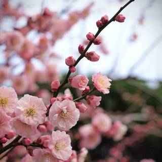 Prunus mume