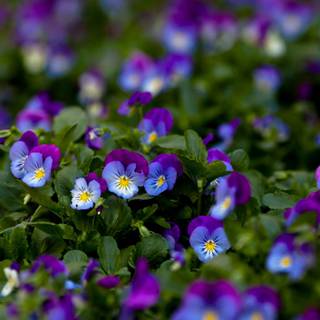 panseluță cu corn) sau Viola tricolor