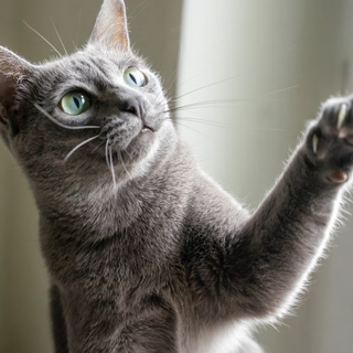 someone stole my cat