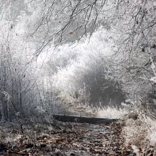 Winter Path