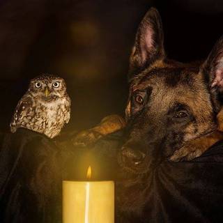 Ciobănesc german vs. Malinois belgian