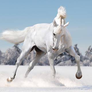 Horse Playing In Fresh Snow