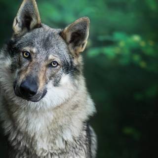 câine-lup cehoslovac (Czechoslovakian Wolfdog). 