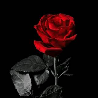 Red Rose