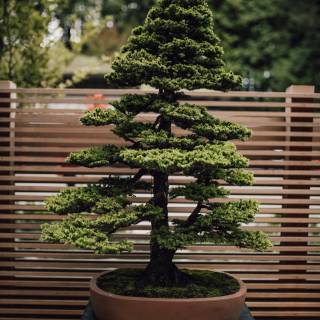 Bonsai 
