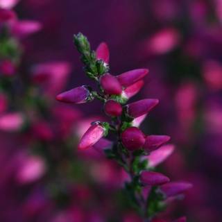Heather Flowers Plant Pink