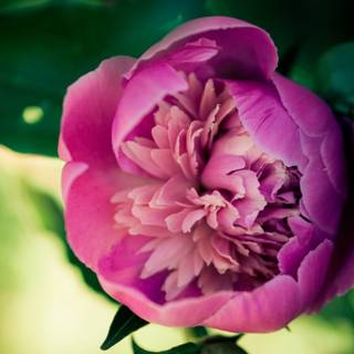Spring peony blooming in garden