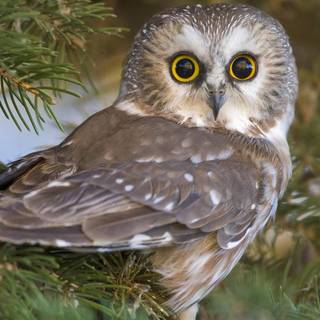 Northern Saw-whet Owl