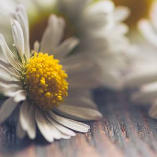 White Daisy Flower with Vibrant Yellow Center