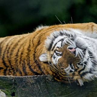 Tinka the female, being cute and rolling...