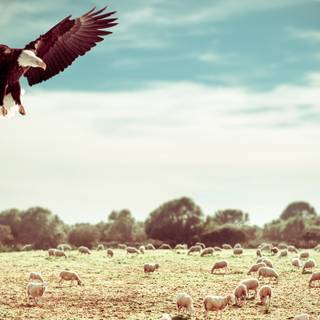 White and black bald eagle flying
