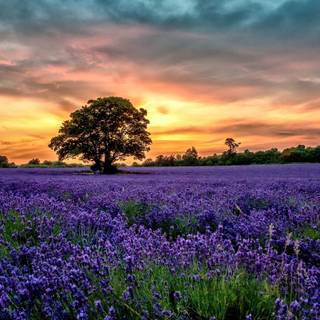 Beautiful Sunrise Over Lavender Field