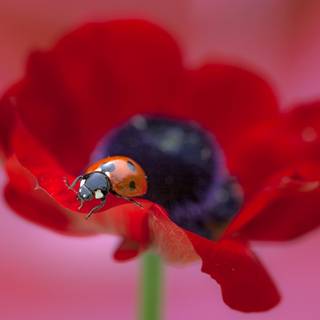 Macro Poppy Flower Animal Ladybug