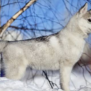 cățeluș husky siberian