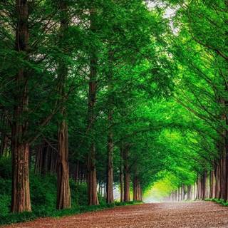 Majestic redwood pathway a lush green forest sscape