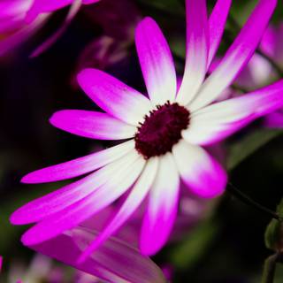 Pericallis × hybrida