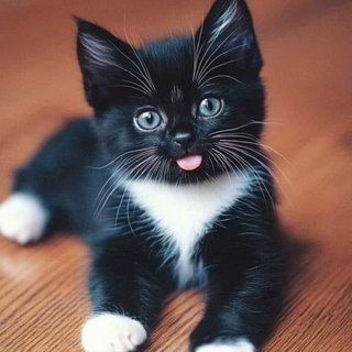 adorable kitten