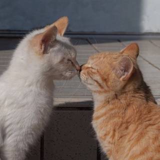 I want this with someone ^v^