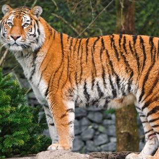 Sumatran Tiger