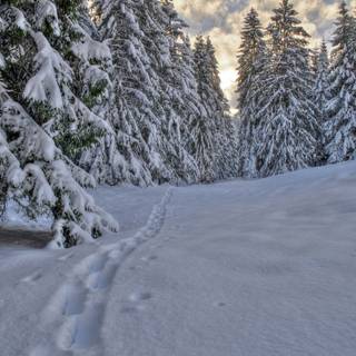 o potecă înzăpezită care traversează o pădure de conifere acoperită de zăpadă