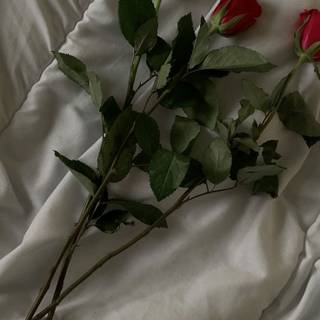 Not mine(credits to werido2001) 