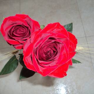 Trandafir Grandiflora