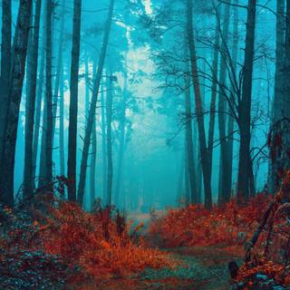 Mystical, Foggy forest, Path, Red leaves