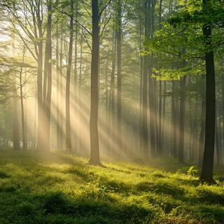 Thick forest Sunlight