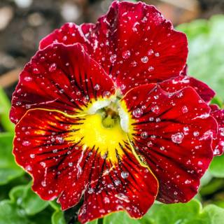 Close-pp of dew-kissed red pansy in nature