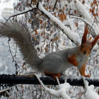 Albino Squirrel Snow