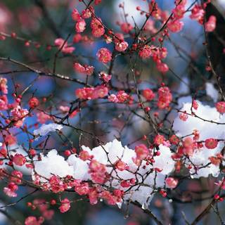 A tree with pink flowers and snow