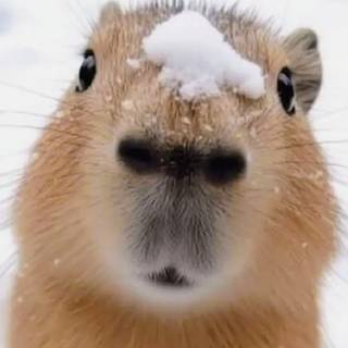cute capybaraa