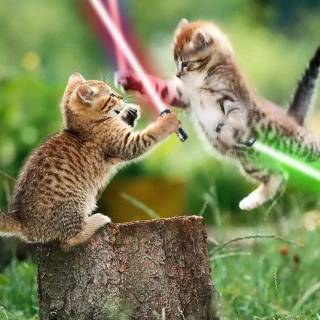 jedi kittens