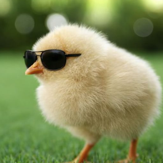 chikennnnnnnnnnnnnnn