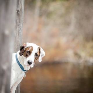 The Catahoula Leopard Dog