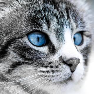 Tabby cat blue