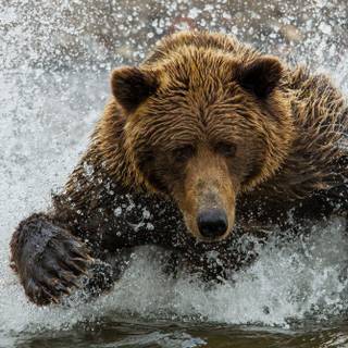 Brown Bear In The River