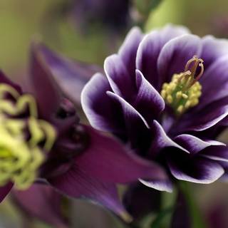Aquilegia vulgaris