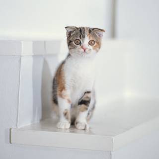 Pisica  Scottish Fold Shorthair