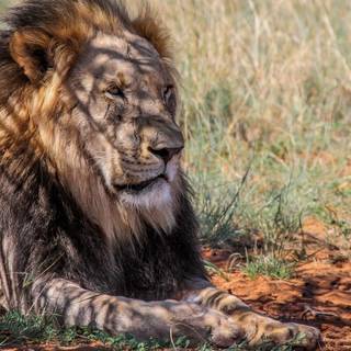  leu mascul  numit Tristan