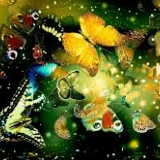 Butterflies