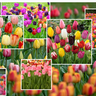 Tulip Collage