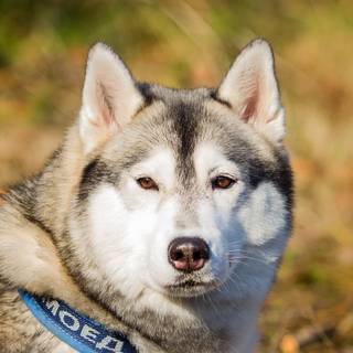 Husky Siberian
