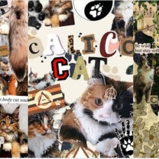 calico Therian cat wallpaper