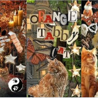 orange tabby cat Therian wallpaper 