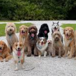 who has this big of a family