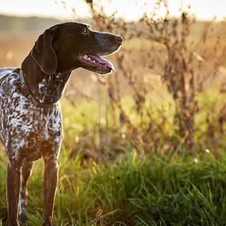 German Short-haired Pointer